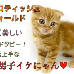 【 スコティッシュフォールド 】濃く美しいレッドタビー!お話上手な美形にゃんこ!