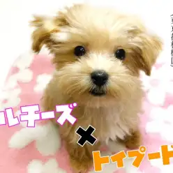 【 マルプー 】親バカ必至！マルチーズとトイプードルのいいとこどり最強MIX！