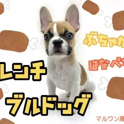 【 フレンチブルドック 】超レアカラー！二度見必須のハニーパイド？！