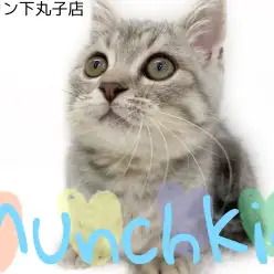 【 マンチカン 】下丸子店の短足王子の性格はとっても甘えん坊さん！