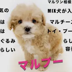 【 MIX 】ぬいぐるみのような抱き心地!大人気のミックス犬マルプー登場