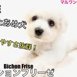 【 ビションフリーゼ 】幅広いカットが可能！飼いやすさ抜群の子犬の手入れ方法紹介