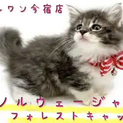 【 ノルウェージャン 】神奈川NO1の美猫！モフラー必見のゴージャスにゃんこ！