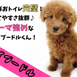 【 トイプードル 】ほぼおトイレ完璧！育てやすさ抜群なカーリー強めなトイプー！