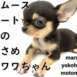 【チワワ】生後約3ヶ月で565g！スムースコートの魅力を話します！