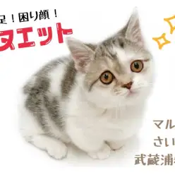 【 ミヌエット 】短い手足とぺちゃ顔！ミヌエットちゃんを迎えるには？？