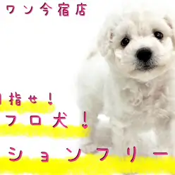 【 ビションフリーゼ 】モフラー必見！圧巻の毛量と懐っこさの従順ガール！