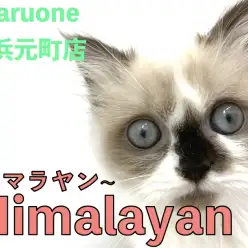 【 ヒマラヤン 】ぬいぐるみのようなルックス！穏やかな性格の愛されキャット！