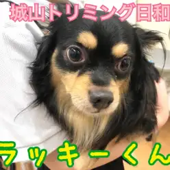 【 城山トリミング 】城山トリミング日和 No.1『ラッキー君』