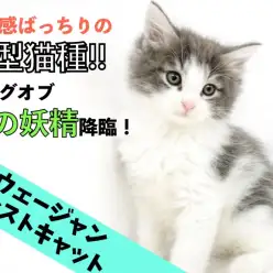 【 ノルウェージャン 】存在感ばっちり！！大型猫種のキングオブ森の妖精降臨！