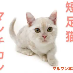 【 マンチカン 】キュートな短足が魅力！その可愛さをたっぷりお届けします！