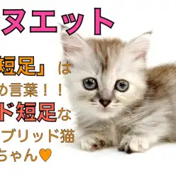 【 ミヌエット 】短足は褒め言葉！！超ド短足なハイブリッド猫のミヌエット！