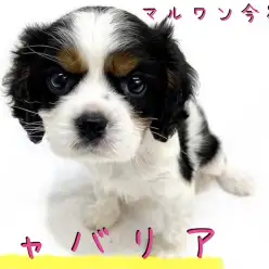 【キャバリア】飼い易さNO1犬種！奇跡のブレナムスポットを持つお姫さま！