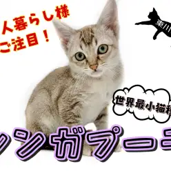 【 シンガプーラ 】ワンルームで充分飼えちゃう！超甘えん坊な性格の持ち主
