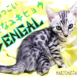 【 ベンガル 】小さなユキヒョウ！猫アレルギーの方も安心な低刺激性猫とは！