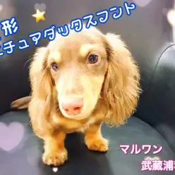 【 ミニチュアダックスフント 】胴長短足の人気者！容姿・性格・生活準備のご紹介！