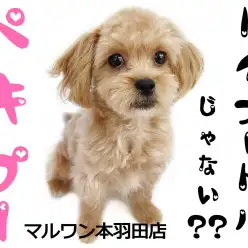 【 ペキプー 】大注目の癒し系MIX登場！トイプー×ペキニーズの魅力に迫る！