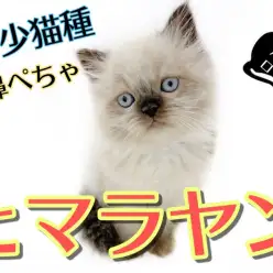 【 ヒマラヤン 】希少な子猫ヒマラヤン！温厚な性格でマンションでも飼えちゃいます！