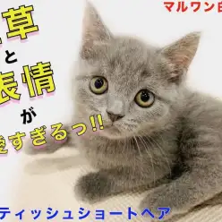 【 ブリティッシュショートヘア 】可愛い仕草と表情でキャラ立ち抜群！