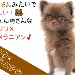 【 MIX 】くまさんみたいで珍しい!甘えん坊さんなチワワ×ポメラニアン!