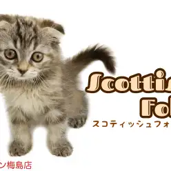【 スコティッシュフォールド 】希少！垂れ耳女の子にゃんこ！