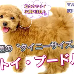 【 トイプードル 】生後4ヶ月半で体重1.2kgのタイニー系！童顔で成長中！