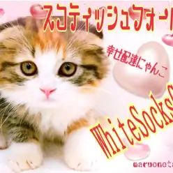 【 スコティッシュフォールド 】Theまんまるフォルム！幸せを運ぶ靴下にゃんこ！