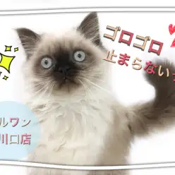 【 ヒマラヤン 】2ndブログ！ゴロゴロが止まらない！ヒマラヤンのその後に密着！