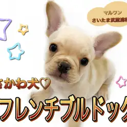 【 フレンチブルドッグ 】愛嬌たっぷり！ぶさかわ犬代表！