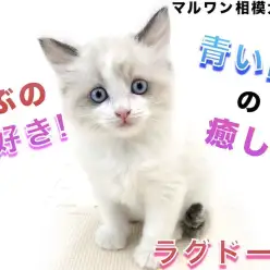 【 ラグドール 】ぬいぐるみ系の猫！抱っこ好き＆好奇心旺盛な性格と毛色の特徴は？