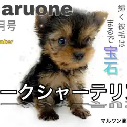 【 ヨークシャーテリア 】衝撃の手乗りサイズ！！輝く被毛はまるで宝石？！