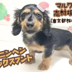 【 カニンヘンダックスフント 】おとなになっても3kg前後！？超小型な王子様！