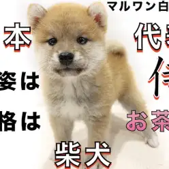 【 柴犬 】日本代表！侍の様な容姿とお茶目な性格が可愛い！子犬らしさ全開！