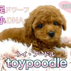 【 トイプードル 】両親はどちらも2.2㎏未満！短足ドワーフボディで愛嬌炸裂！