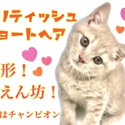 【 ブリティッシュショートヘア 】パパはICCチャンピオン猫！美形で甘えん坊！