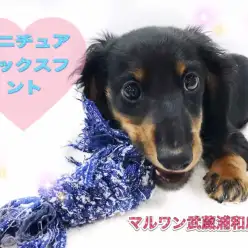 【 ミニチュア・ダックスフント 】あそびの天才！癒し系ダックスくん！