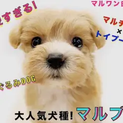 【 MIX 】大人気のハーフ犬！可愛さだけじゃない飼育のしやすさも抜群なんです！