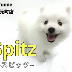 【 スピッツ 】極上のスピッツスマイル！明るく優しい性格が魅力！