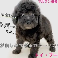 【 トイ・プードル 】希少色の魅力満載でお届け！飼いやすいと呼ばれる理由もご紹介