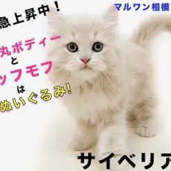 【 サイベリアン 】猫アレルギーの方必見！ぬいぐるみ級もふもふイケにゃん登場！
