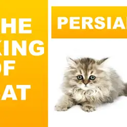 【 ペルシャ 】ねこ界の王様と言われているチンチラゴールデン降臨！！