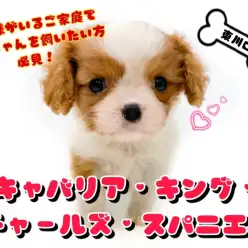 【 キャバリア 】お子様がいるご家庭でも飼えちゃうキャバリアちゃんが仲間入り！