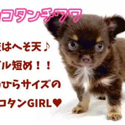 【 チワワ 】特技はへそ天！マズル短め！手のひらサイズのチョコタンGIRL！