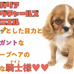 【 キャバリア 】キリッとした目力とエレガントなウェーブヘアの素敵な騎士様！！