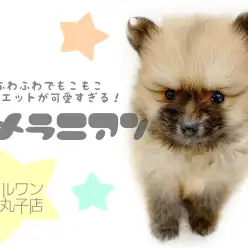 【 ポメラニアン 】シルエットが可愛過ぎるたぬきポメラニアンの子犬ちゃんが登場！