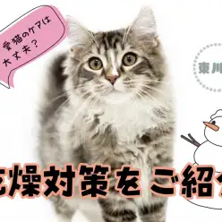 【 お悩み解決 】ワンちゃんネコちゃんの乾燥対策をご紹介！