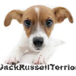 【 ジャックラッセルテリア 】小さめジャックに大注目！トレーニングも上達中！