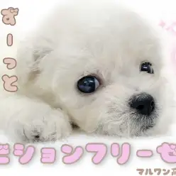 【 ビションフリーゼ 】純白ふわもこ！そのオススメカットを大紹介！！