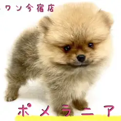 【 ポメラニアン 】小さめ・爆毛のたぬきポメ！初めての方にオススメな理由を公開！
