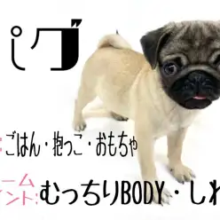 【 パグ 】フォーンカラーの女の子・飼いやすい性格でお手入れも簡単に出来ちゃう！